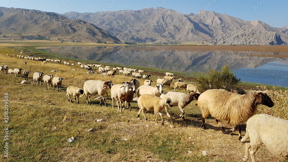Lambs on the plain