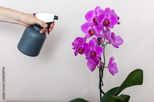 Fototapeta Naklejka Na Ścianę i Meble -  A florist girl holds a bottle with water sprayer near a purple orchid