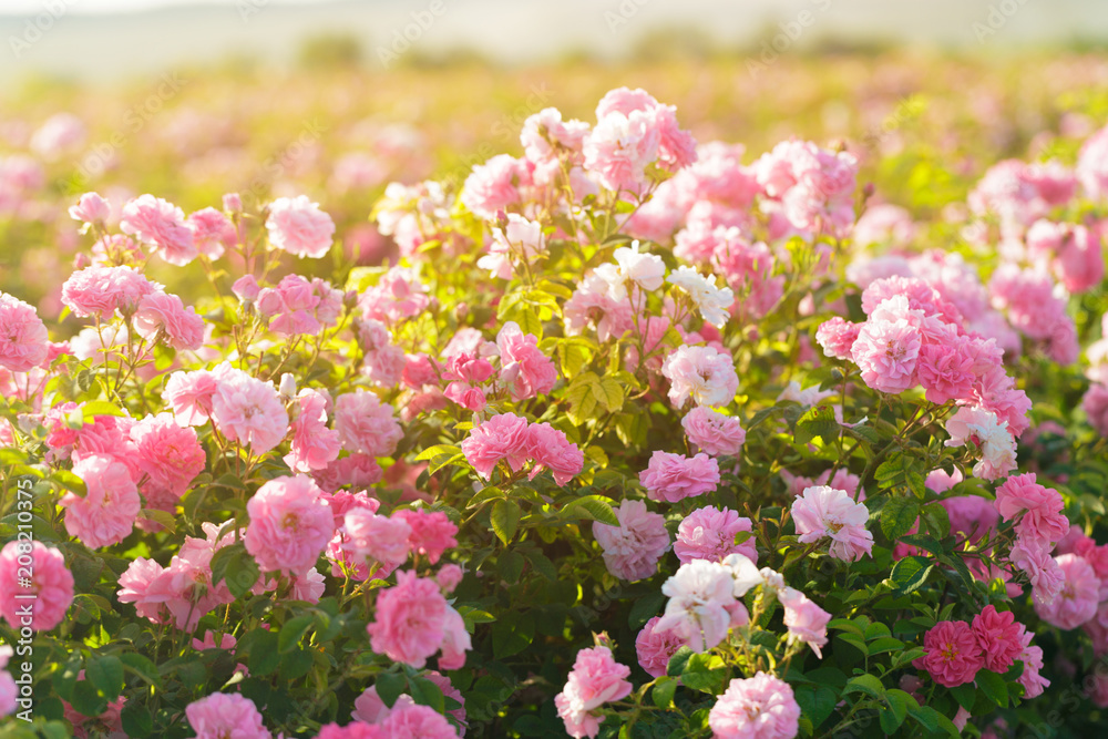 pink rose bush closeup on field background - obrazy, fototapety, plakaty 