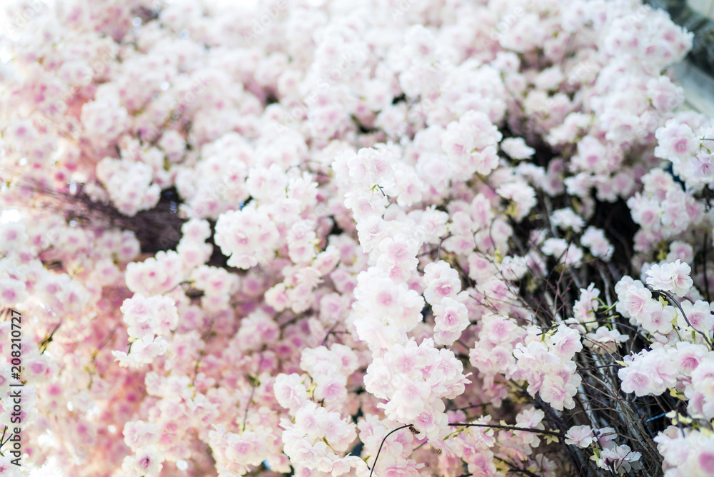 beautiful spring flowers on the wall, pink flowers beautiful spring flowers on the wall, pink flowers