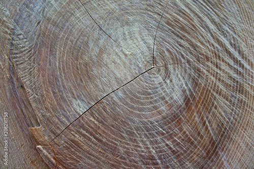 The texture of a recently peeled old tree shot close-up