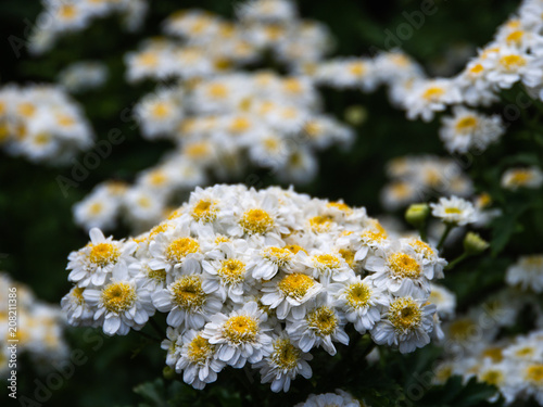 Beautiful summer flowers in the garden.Tanacetum parthenium.