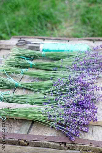 Bouquets of fresh lavender on a wooden table, prepared for drying. Rustic style.