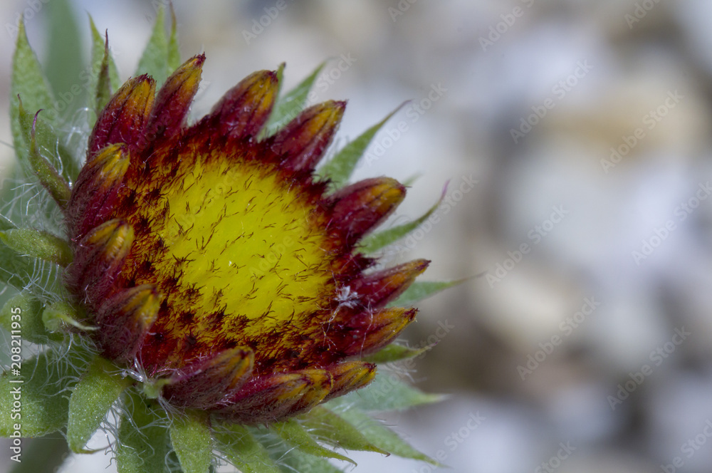 Gaillardia flower red Flower of the Aster family, used in landscaping, and for creating holiday bouquets Gaillardia flower red Flower of the Aster family, used in landscaping, and for creating holiday bouquets