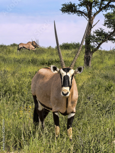 Fototapeta Naklejka Na Ścianę i Meble -  Gemsbok, Oryx gazella gazella, in tall grass, Kalahari South Africa