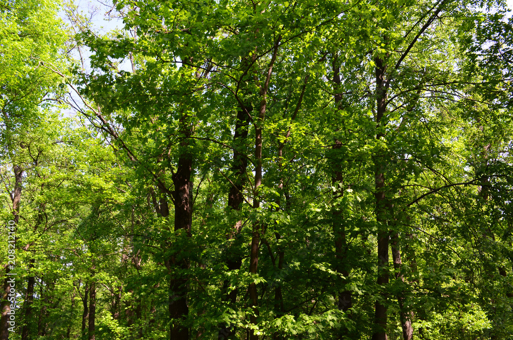 green trees in the forest green trees in the forest