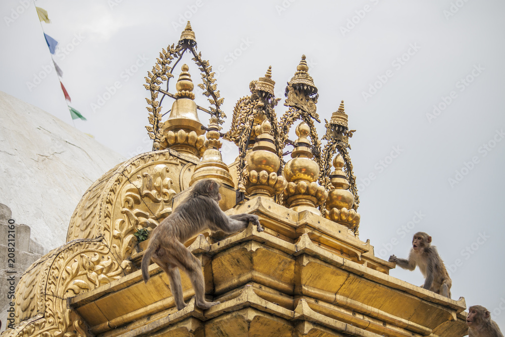 Affen klettern am Monkey Tempel