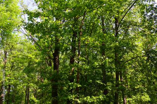 green trees in the forest