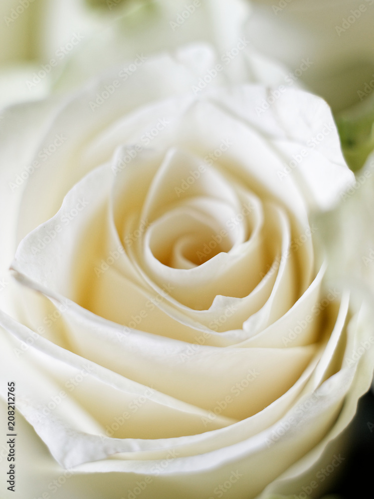 Macro White Rose 5 Macro White Rose 5