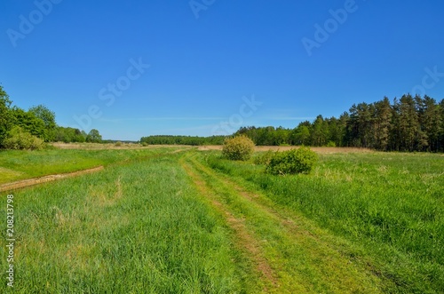 Beautiful spring landscape. Green meadow in the countryside.