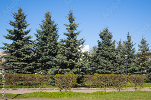 Beautiful tall coniferous trees ate in the city in spring