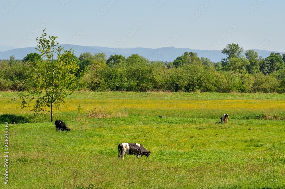 Beautiful rural landscape. Cows grazing on a green meadow.
