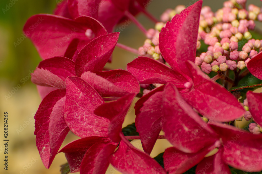 Brightly colored pink and red hydrangea buds and petals, in a natural setting, using a shallow depth of field. Brightly colored pink and red hydrangea buds and petals, in a natural setting, using a shallow depth of field.