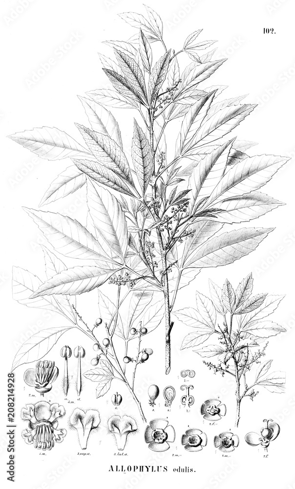 Illustration of plant Illustration of plant
