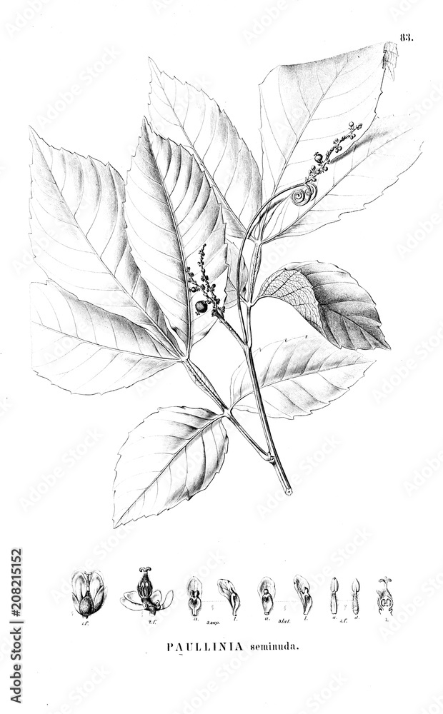 Illustration of plant Illustration of plant