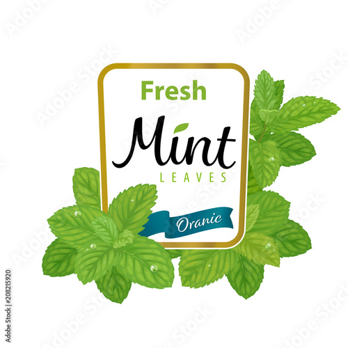 Green mint leaves frame on white background template. Vector set of plant element for advertising, packaging design of mint tea products.