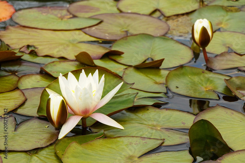 Beautiful white water lilies blossoming in a summer pond