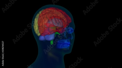 Wallpaper Mural 3d human brain Torontodigital.ca