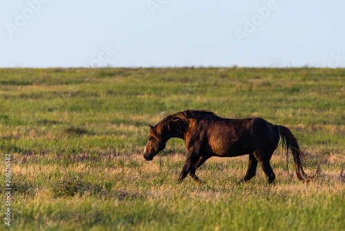 Wild horse in a field at sunrise
