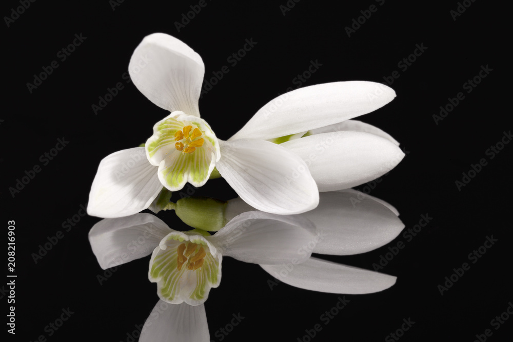 White single spring flower of snowdrop isolated on black background, mirror reflection.