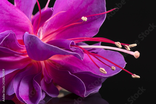 Wallpaper Mural Single flower of fuchsia isolated on black background, close up.