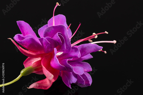 Canvas Print Single flower of fuchsia isolated on black background, close up.