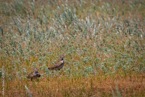 Two Skylark birds on meadow © rostovdriver