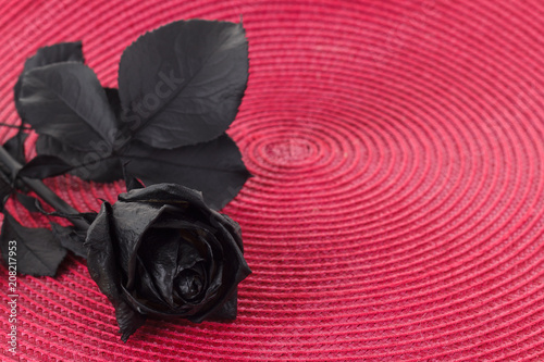 Black rose on colored backg...