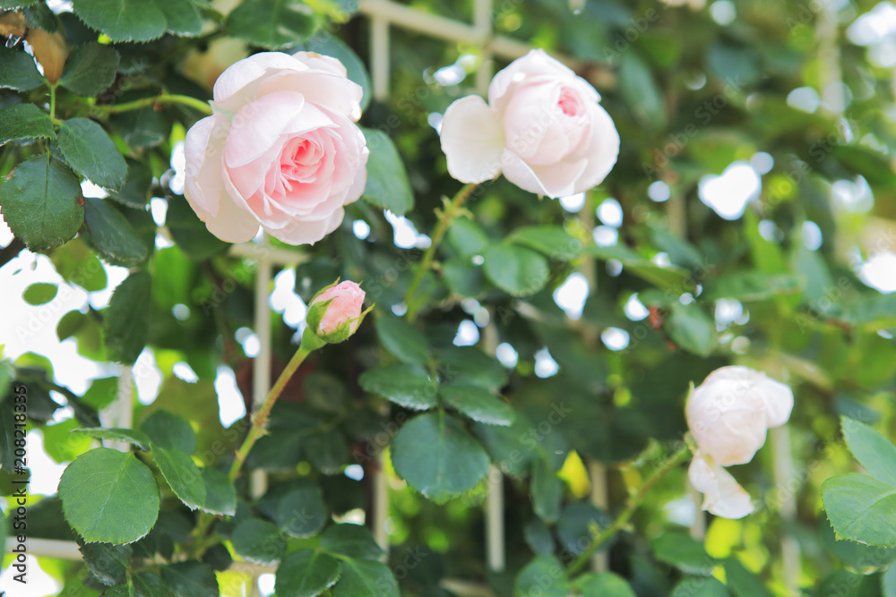 Obraz premium 薔薇 シンデレラ 埼玉県 伊奈町 日本