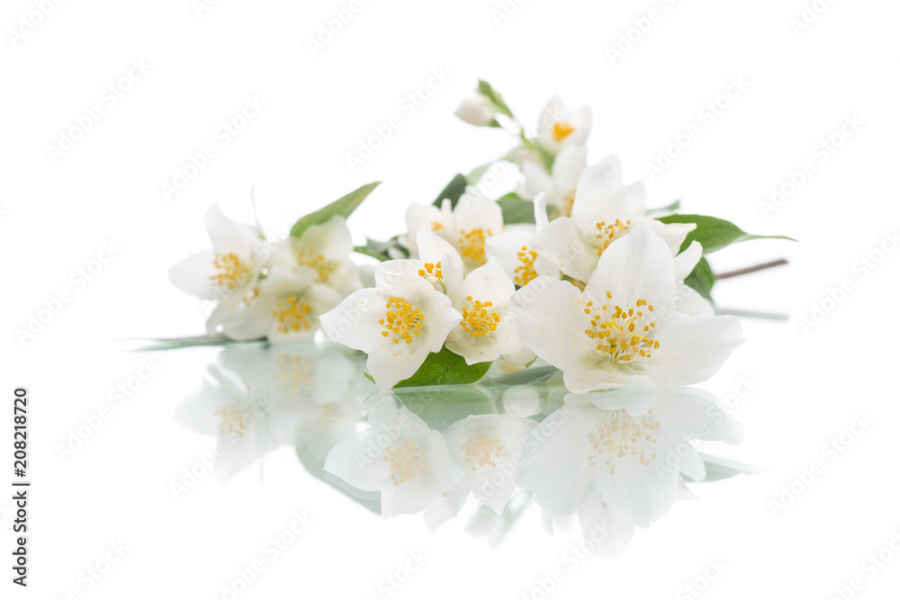 Fototapeta premium blossoming jasmine flowers