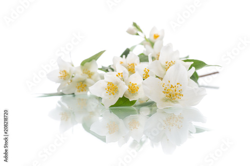 Fototapeta Naklejka Na Ścianę i Meble -  blossoming jasmine flowers