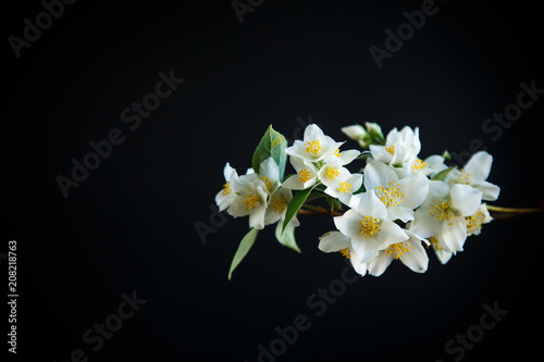 blossoming jasmine flowers © Peredniankina