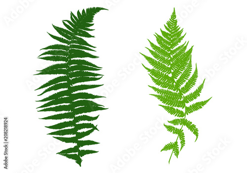 Illustration of different ferns isolated on white