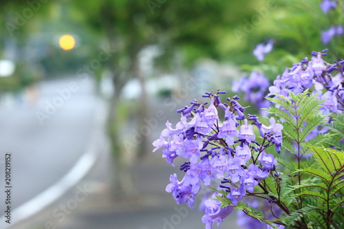ジャカランダの花