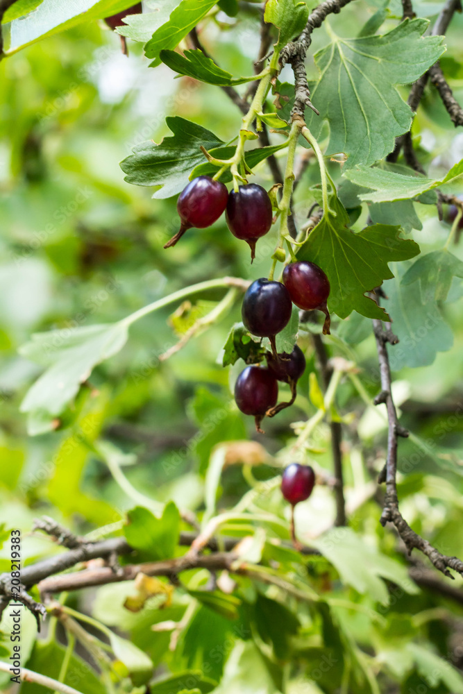 fresh black currant and leaves on branch in light summer garden