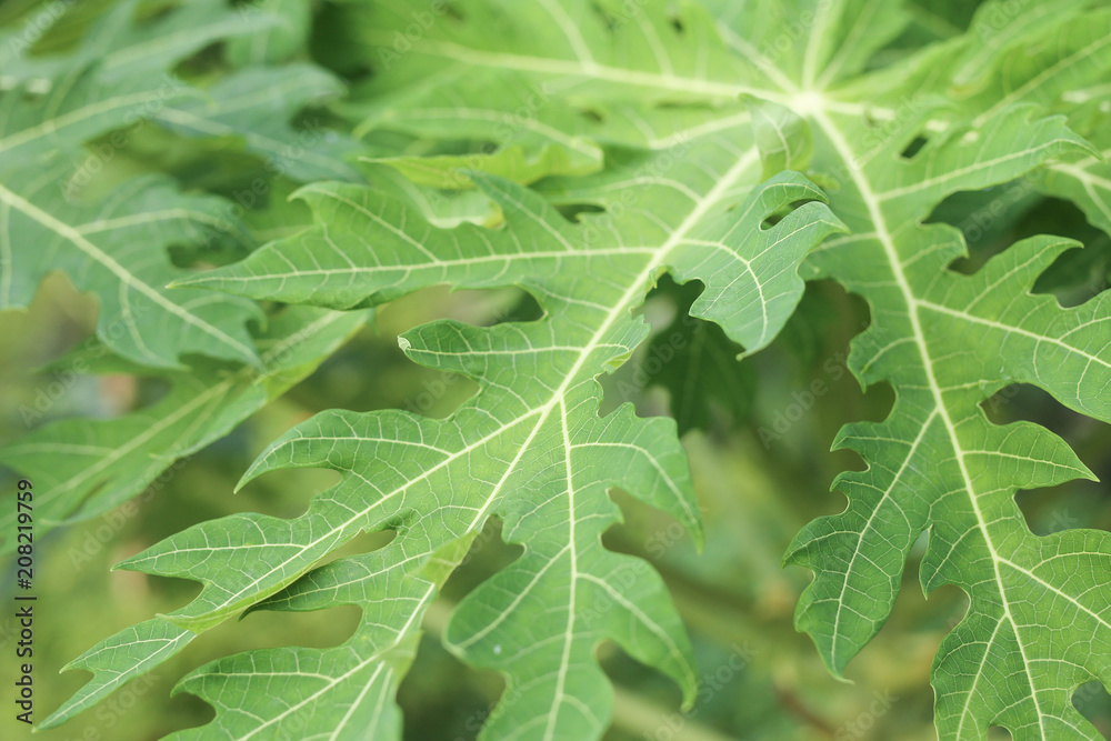 Papaya leaves, Young papaya in top view, Green leaves background Papaya leaves, Young papaya in top view, Green leaves background