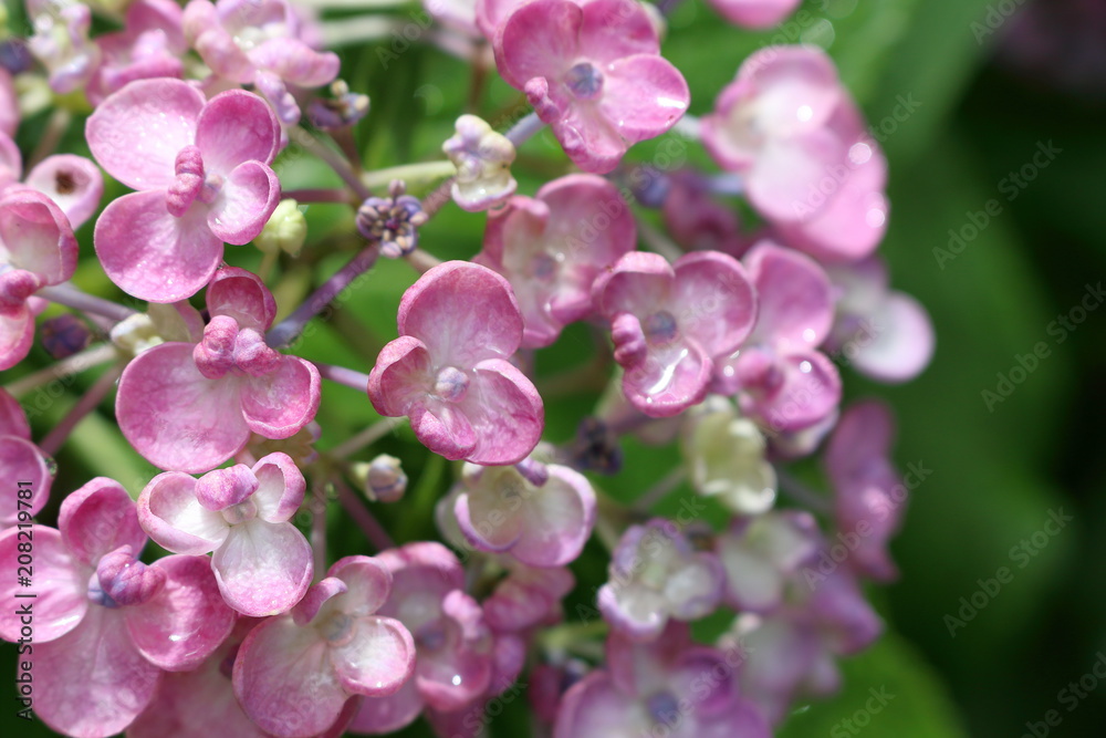 雨上がりの渦紫陽花 雨上がりの渦紫陽花