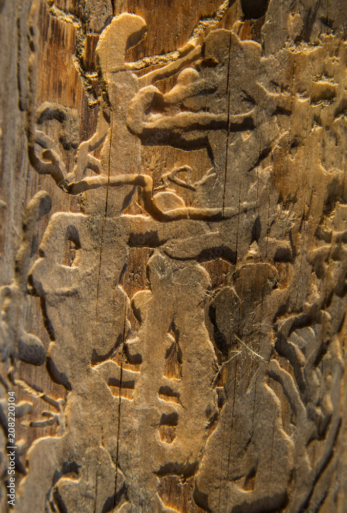 nature wood surface under bark