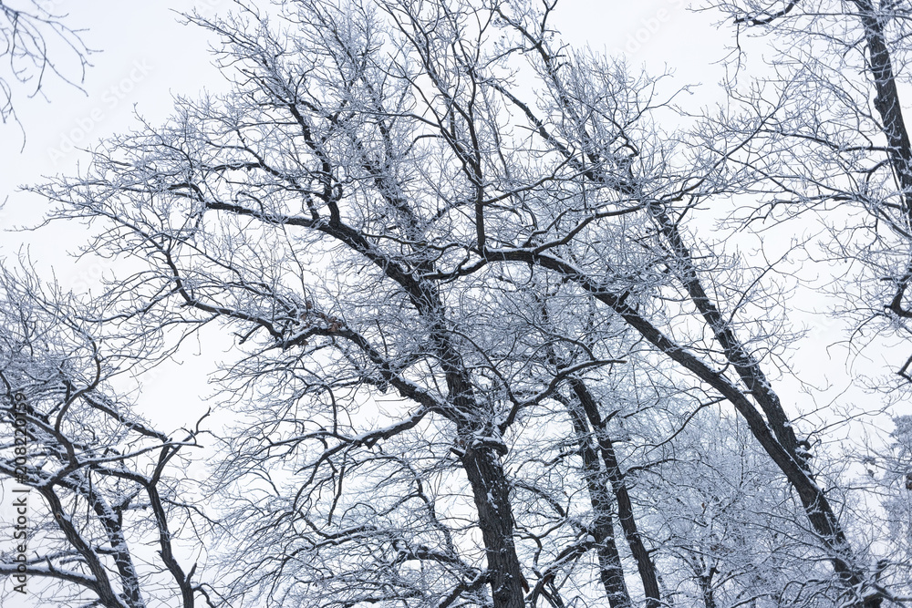 hoarfrost forest treee hoarfrost forest treee