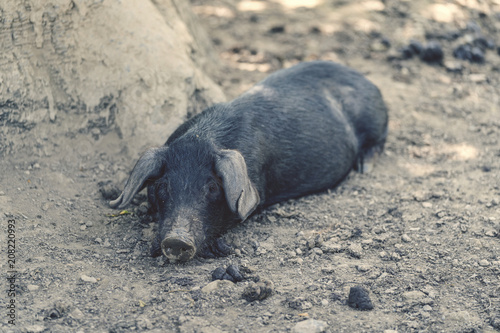 Schwein 