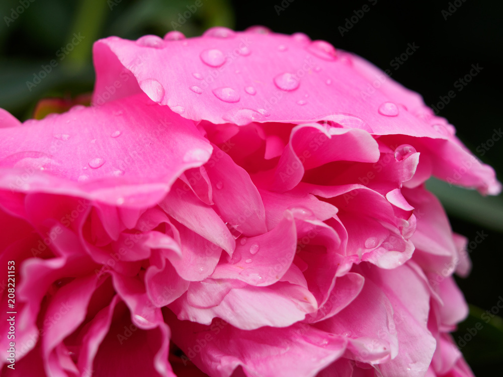 Beautiful rain droplets on petal of peony flower