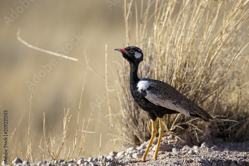 Northern black korhaan in the Kgalagadi Transfrontier Park in South Africa photo