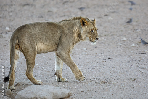 Young male lion in the Kgalagadi Transfrontier Park in South Africa