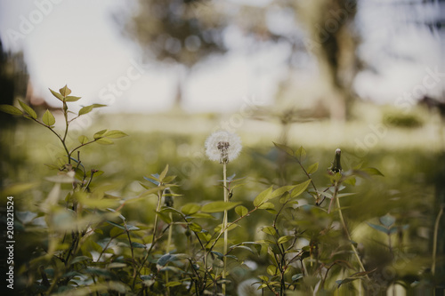 Fototapeta Naklejka Na Ścianę i Meble -  One dandelion standing in the field of green grass