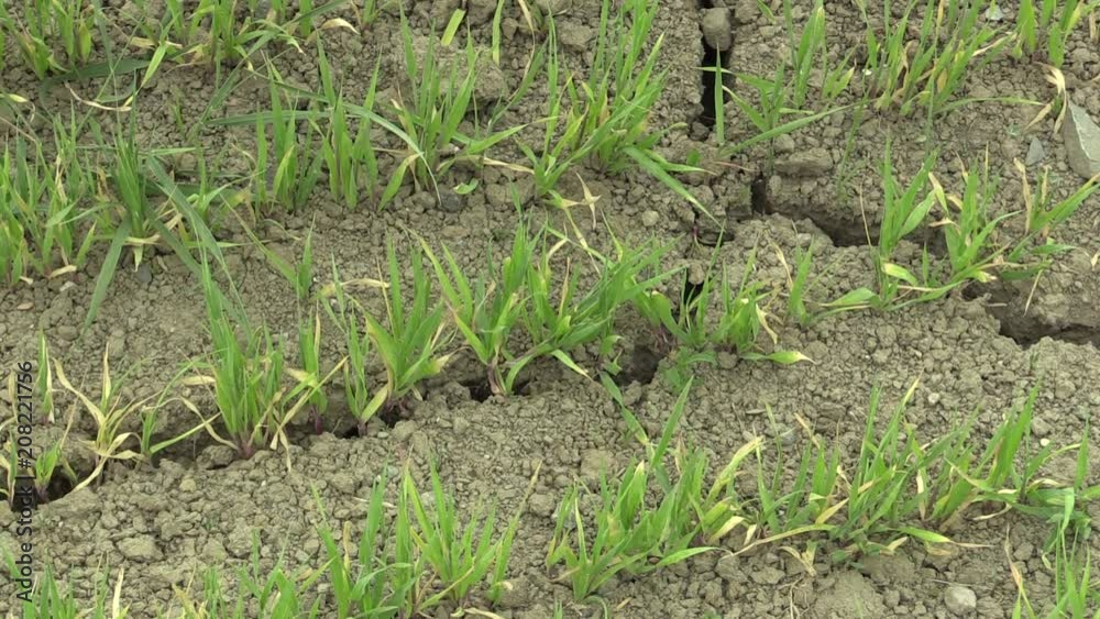 Very drought dry field land with wheat Triticum aestivum, drying up the soil cracked, climate change, environmental disaster and earth cracks, death for plants and animals, degradation