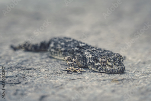 Mauergecko