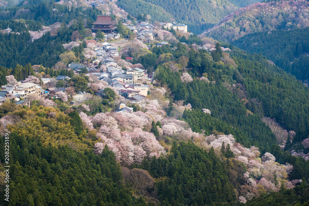 Yoshinoyama sakura cherry blossom . Mount Yoshino  in Nara Prefecture, Japan's most famous cherry blossom viewing spot