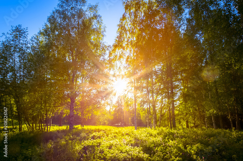 Fototapeta słońce świecące pomiędzy drzewami; zdjęcie z Sotkamo, Finlandia