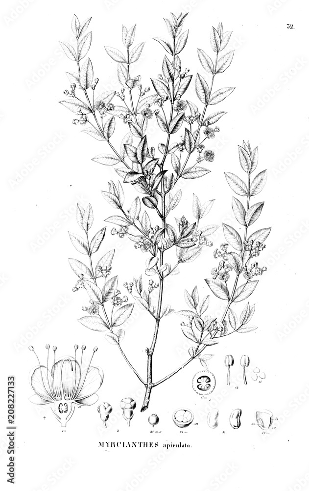 Illustration of plant Illustration of plant