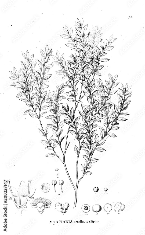 Illustration of plant